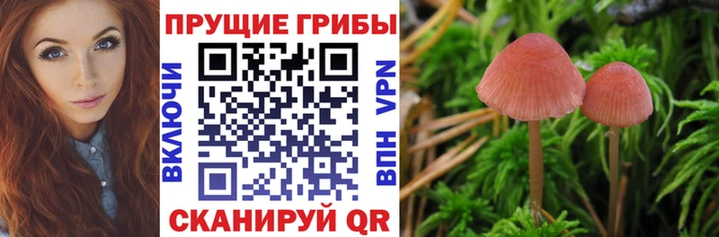 где купить   Аксай  Псилоцибиновые грибы Psilocybine cubensis 